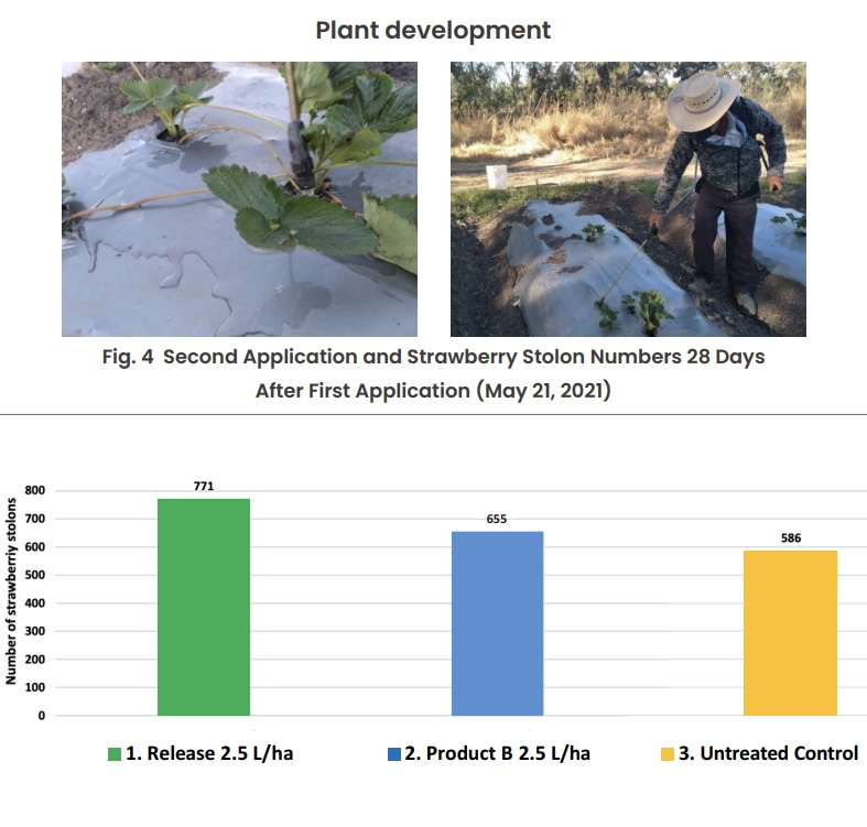Fig. 4 Second Application and Strawberry Stolon Numbers 28 Days 