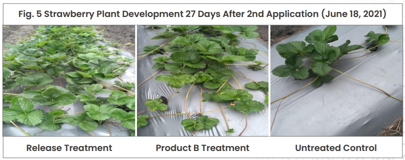 Fig 5 Strawberry Plant Development 27 Days After 2nd Application