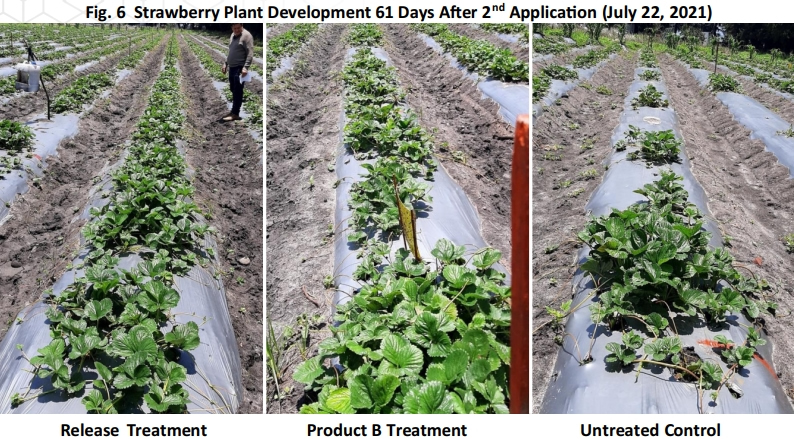 Fig. 6 Strawberry Plant Development 61 Days