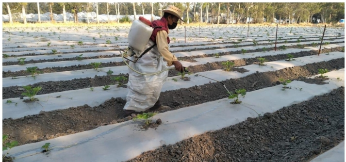 khemical strawberry root inoculant application