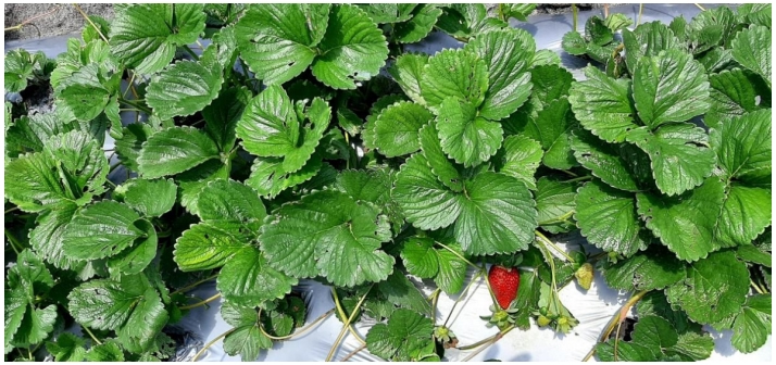 khemical release strawberries