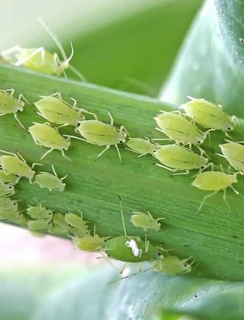 aphids