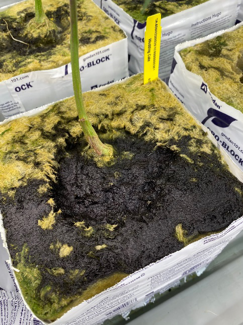 nutrigation system plant nutrient problem