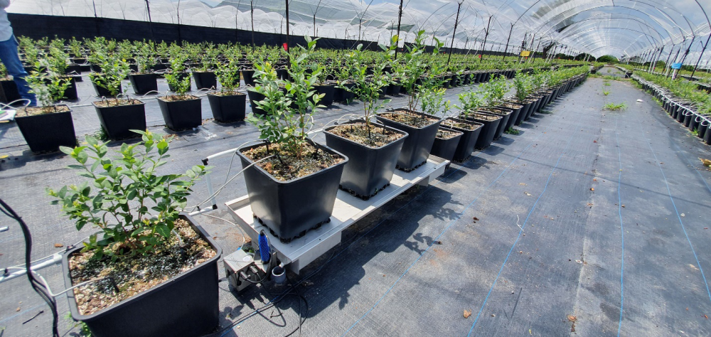 plant dosing system run-off test