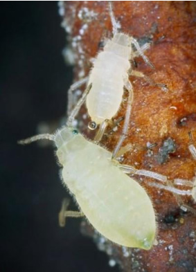 root aphids
