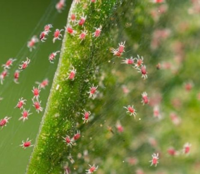 spider mites