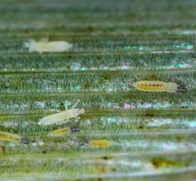 thrips