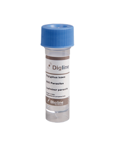 Digline - Diglyphus isaea - Vial - 250 Count