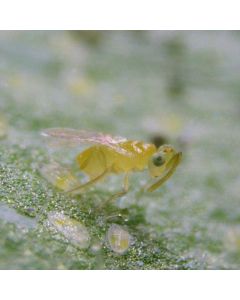 Eretline - Eretmocerus eremicus