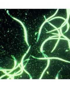 Nemasys L - Steinernema kraussei