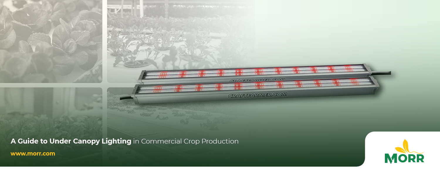 A GUIDE TO UNDER CANOPY LIGHTING IN COMMERCIAL CROP PRODUCTION