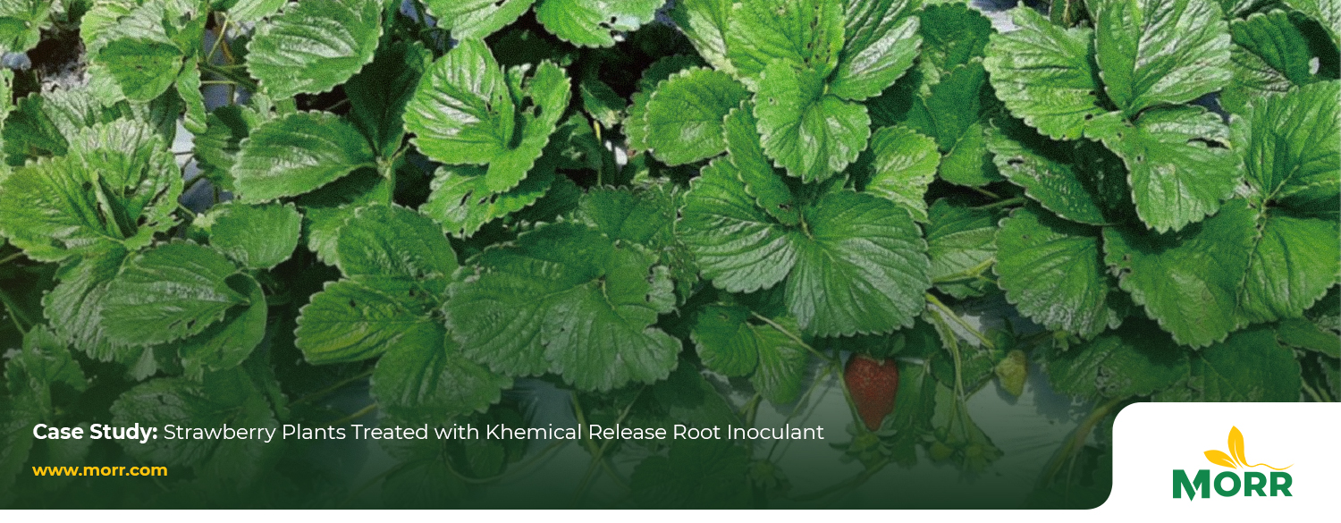 Case Study on Strawberry Plants Treated with Root Inoculant Release