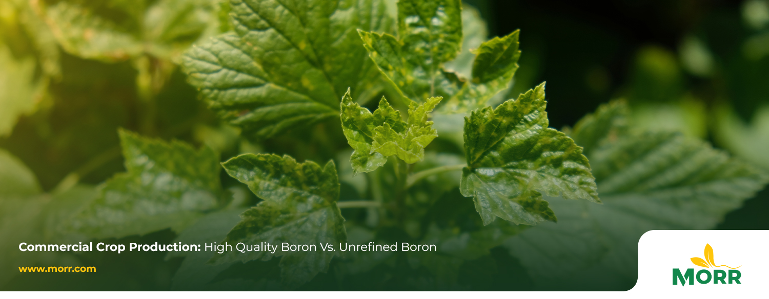 Commercial Crop Production and Farming Using High Quality Boron Vs. Unrefined Boron 