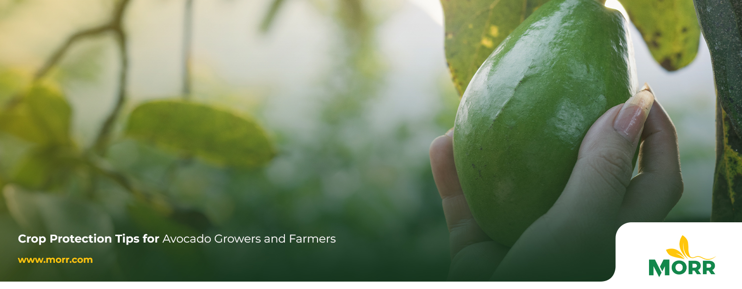 Avocado Production Guide- Protection During Growing Season and Post Harvest 