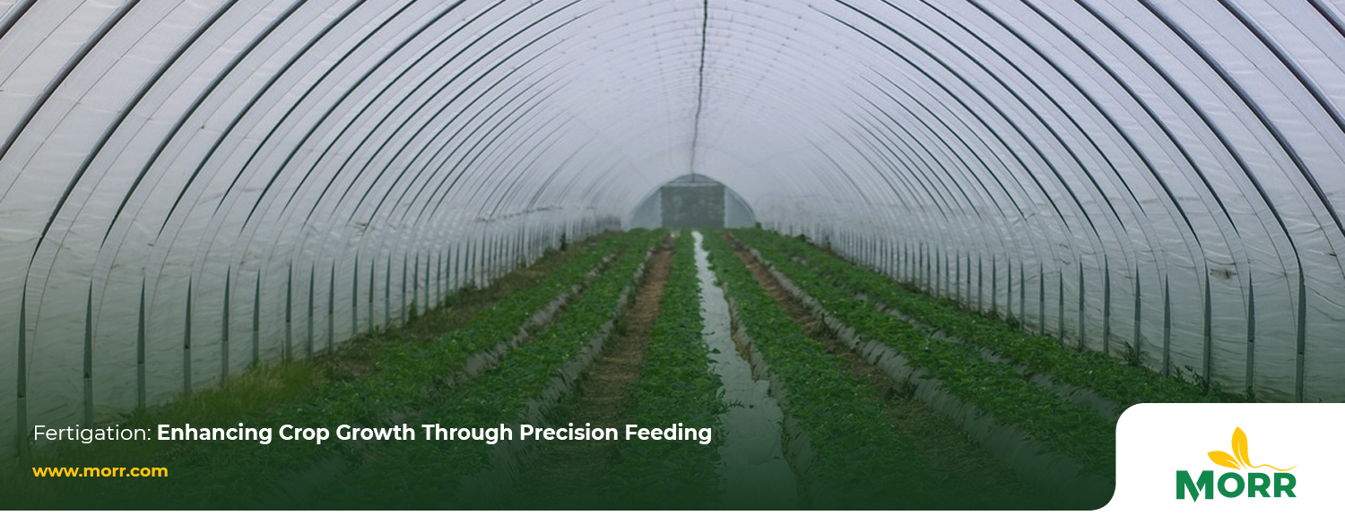 Fertigation: Enhancing Crop Growth Through Precision Feeding