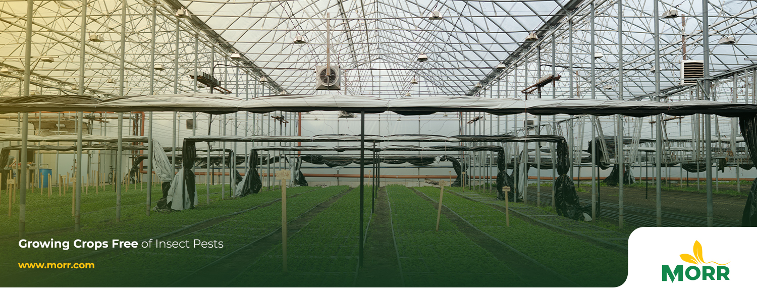 Growing Crops Free of Insect Pests
