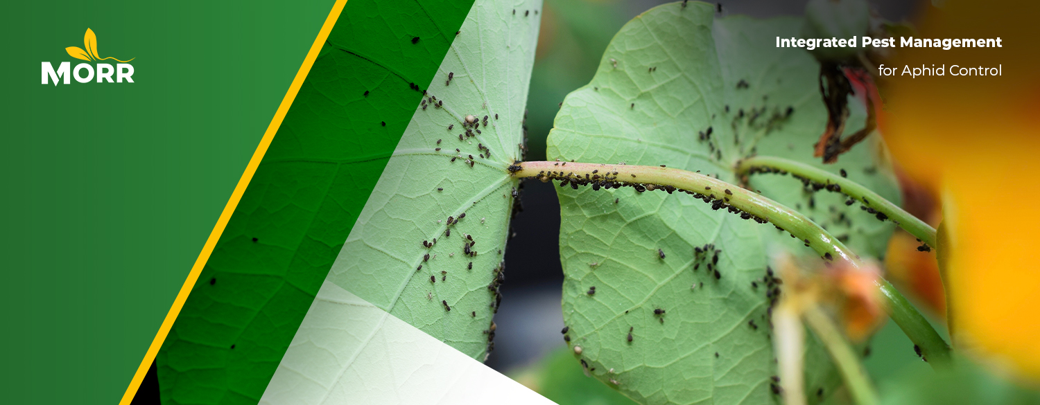 Integrated Pest Management for Aphid Control