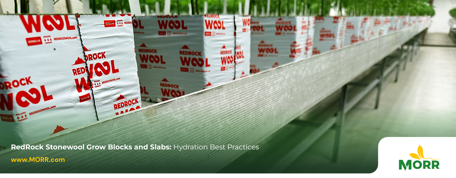 RedRock Stonewool Grow Blocks and Slabs: Hydration Best Practices