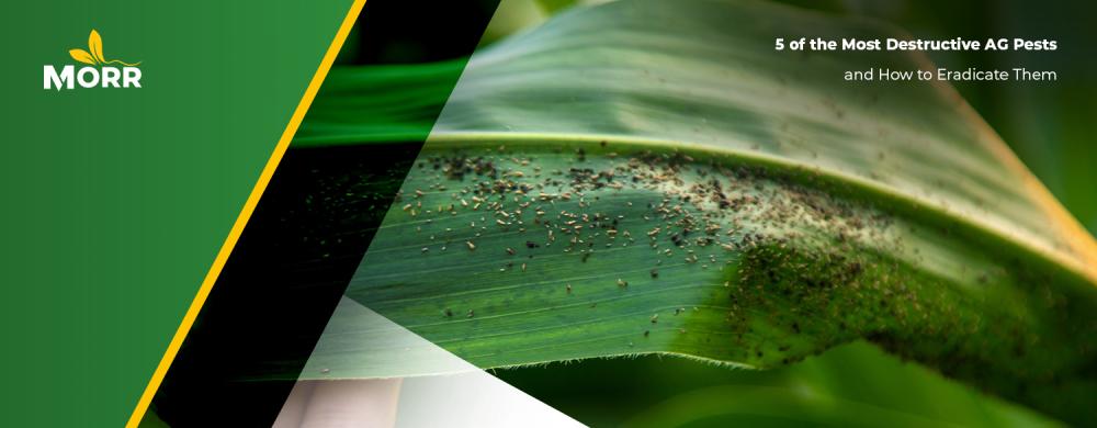 5 of the Most Destructive AG Pests and How to Eradicate Them