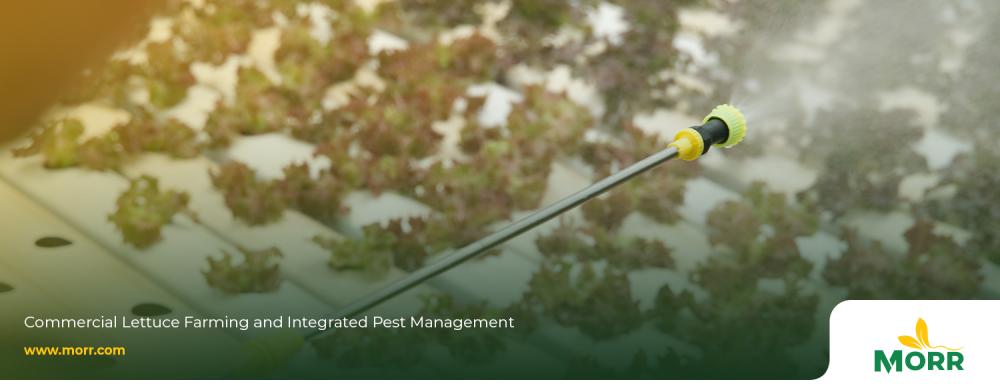 Commercial Lettuce Farming and Integrated Pest Management 