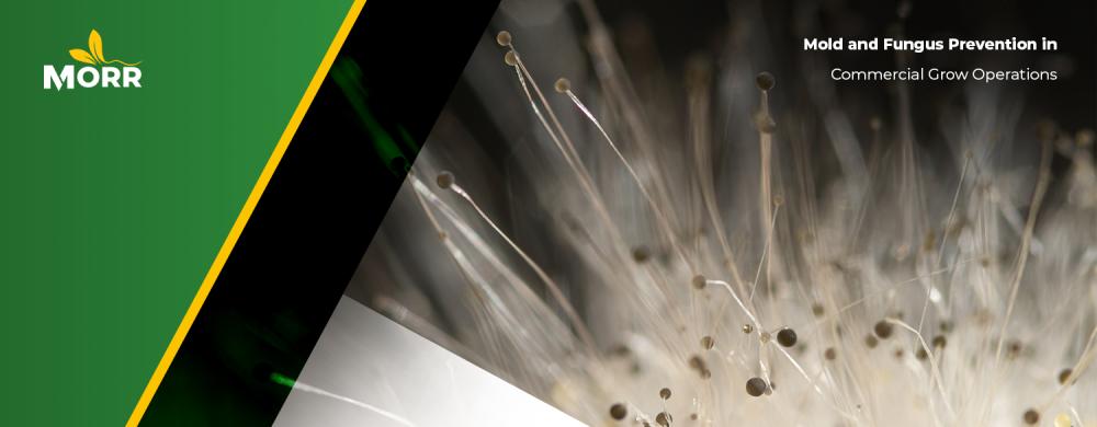 Mold and Fungus Prevention in Commercial Grow Operations