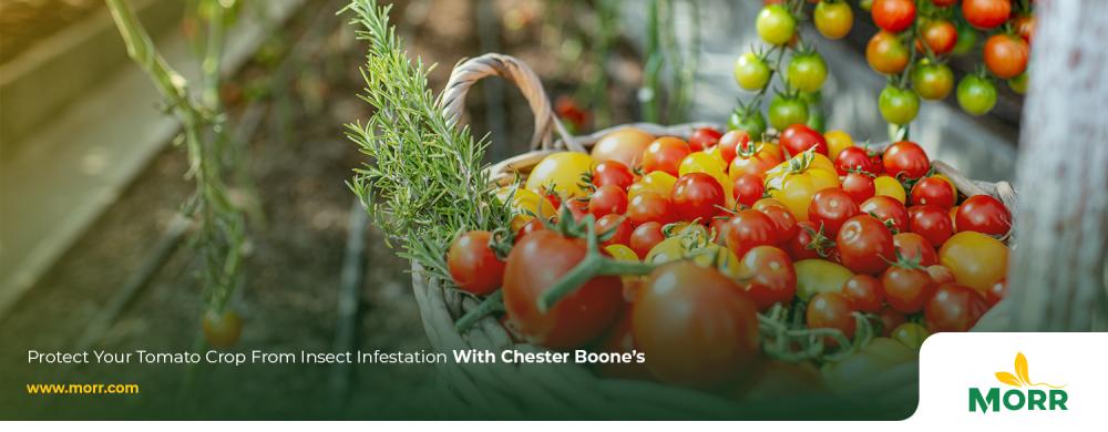 Protect Your Tomato Crop From Insect Infestation With Chester Boone’s