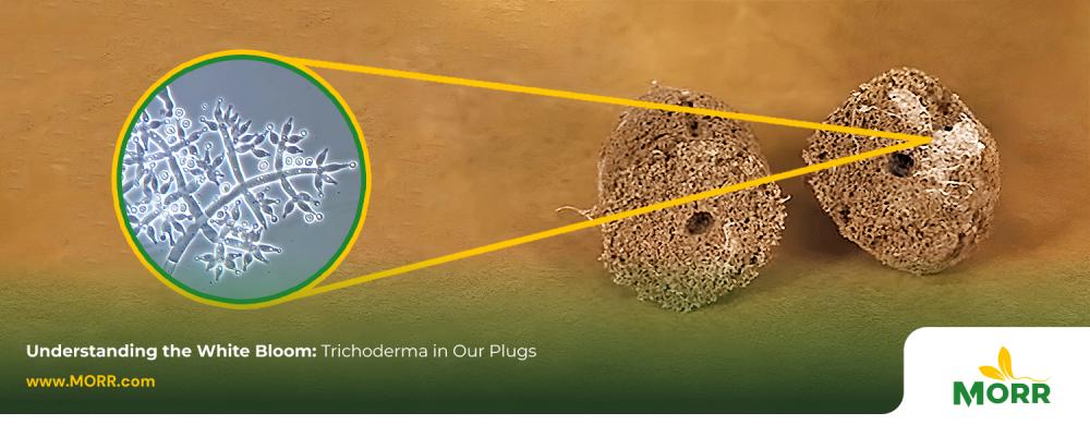 Understanding the White Trichoderma Bloom Found In Peat Moss Plugs