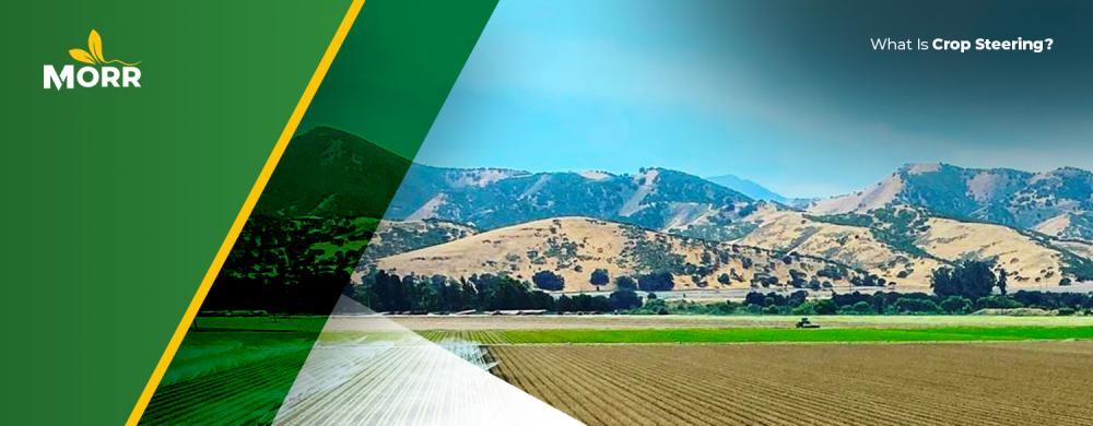 What Is Crop Steering?