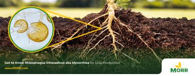 How Rhizophagus intraradices is Manufactured for Agriculture: The Power of Myco