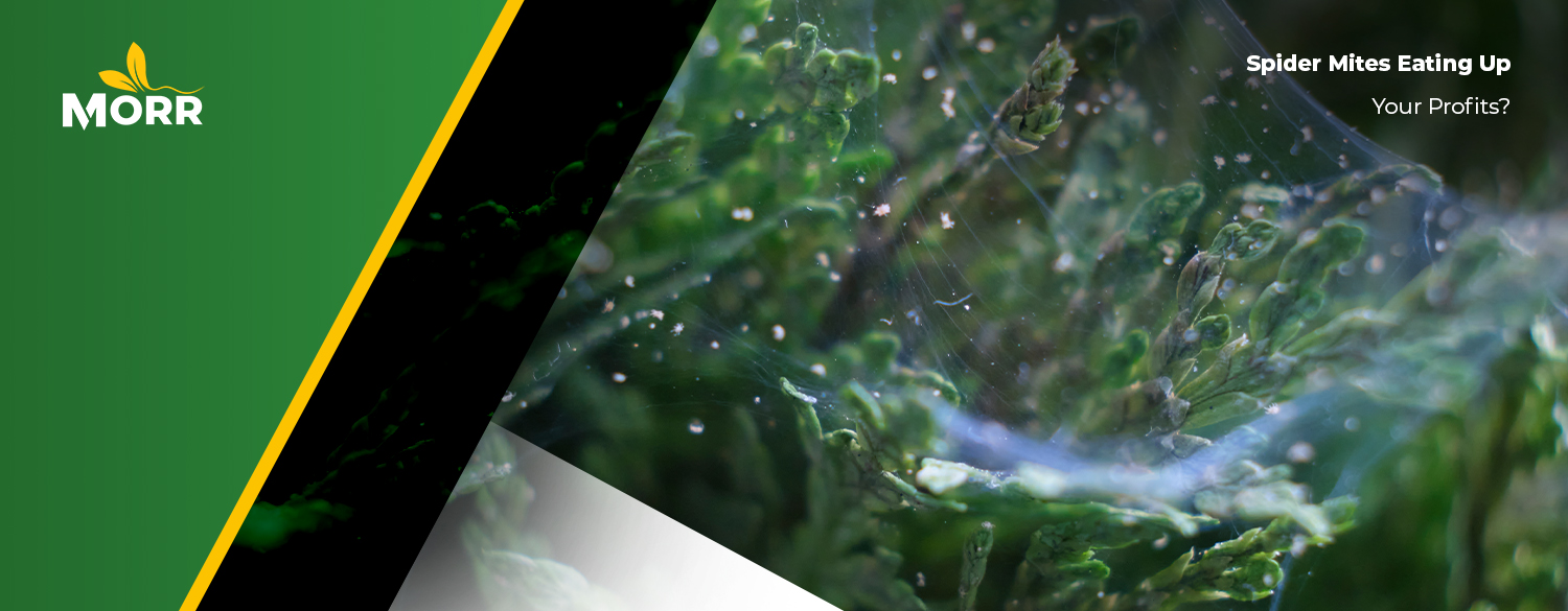 Spider Mites Eating Up Your Profits?
