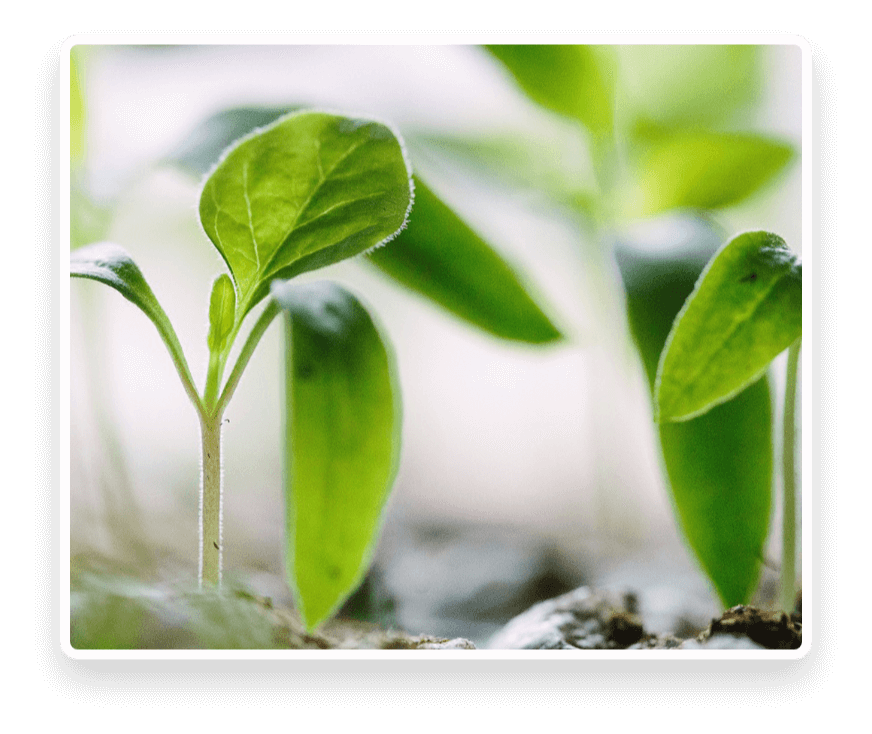 Crops&rsquo; Life Cycle