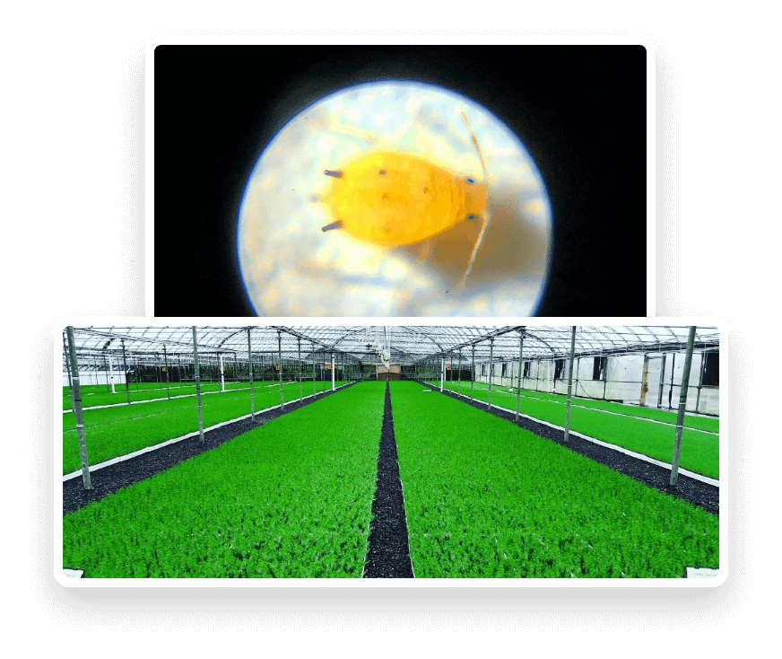 AG bio control services for plant and crop bugs, pests, weeds, plant ...